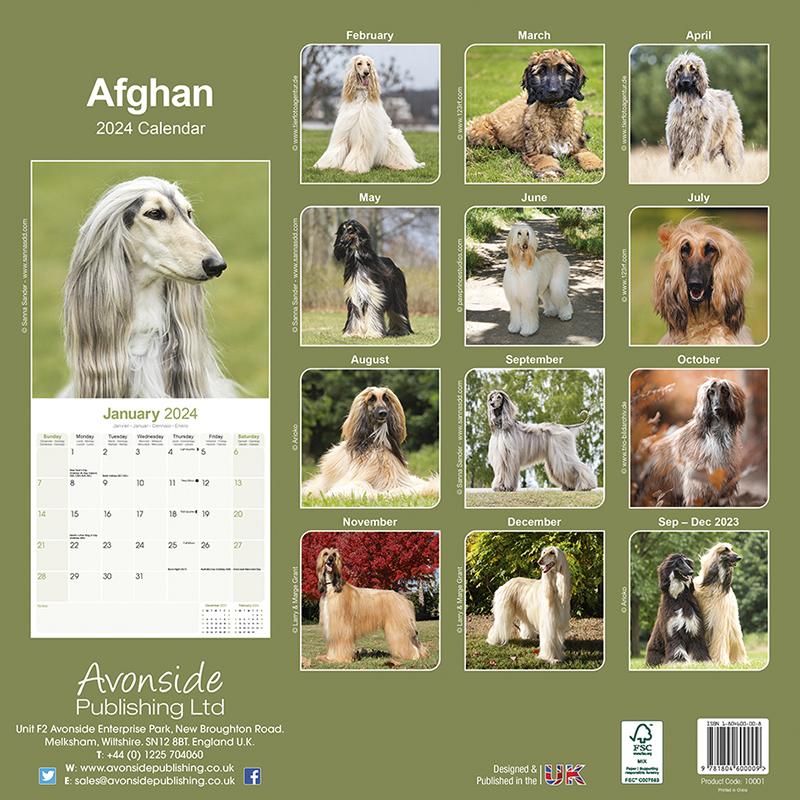 Afghan Calendar 2024 Afghan Hound Dog Calendar Dogs Naturally